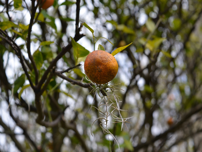 Citrus reticulata 'Sunburst', fruit, Bok Tower Gardens, Lake Wales, Florida, United States of America.