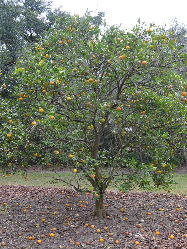 Citrus sinensis 'Hamlin', form, Bok Tower Gardens, Lake Wales, Florida, United States of America.