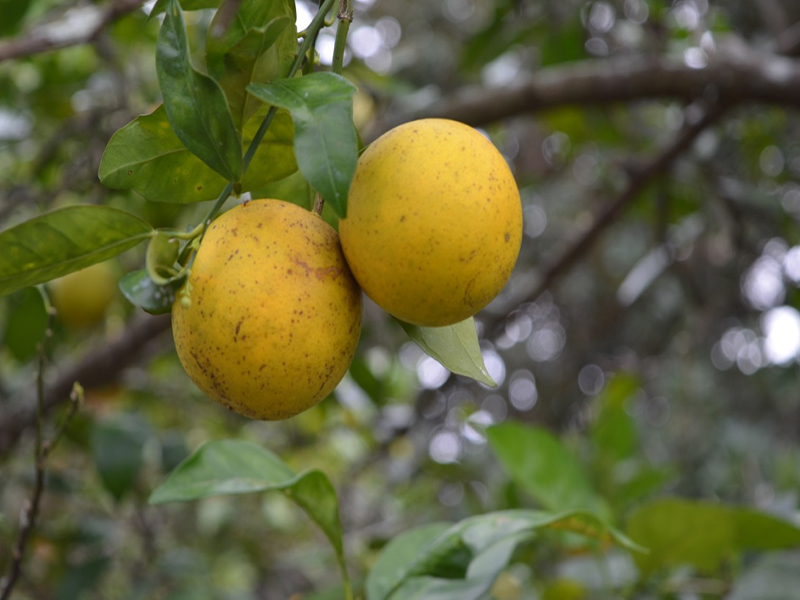 Citrus sinensis  'Hamlin', fruit,  Bok Tower Gardens, Lake Wales, Florida, United States of America.