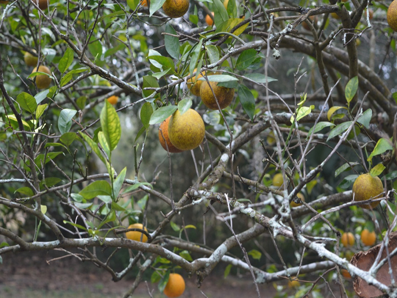 Citrus sinensis  'Hamlin', fruit, Bok Tower Gardens, Lake Wales, Florida, United States of America.