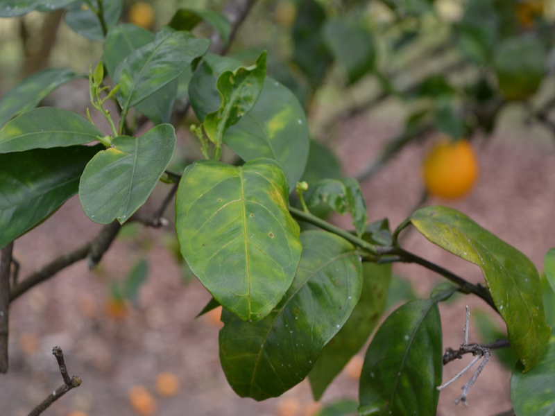 Citrus sinensis  'Hamlin', leaf, Bok Tower Gardens, Lake Wales, Florida, United States of America.