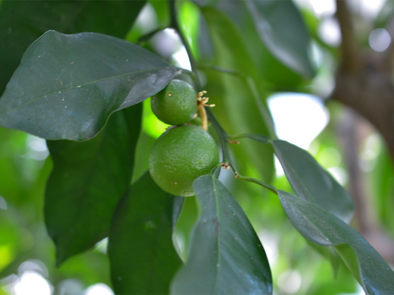 Citrus sinensis, Fruit (Not Ripe).