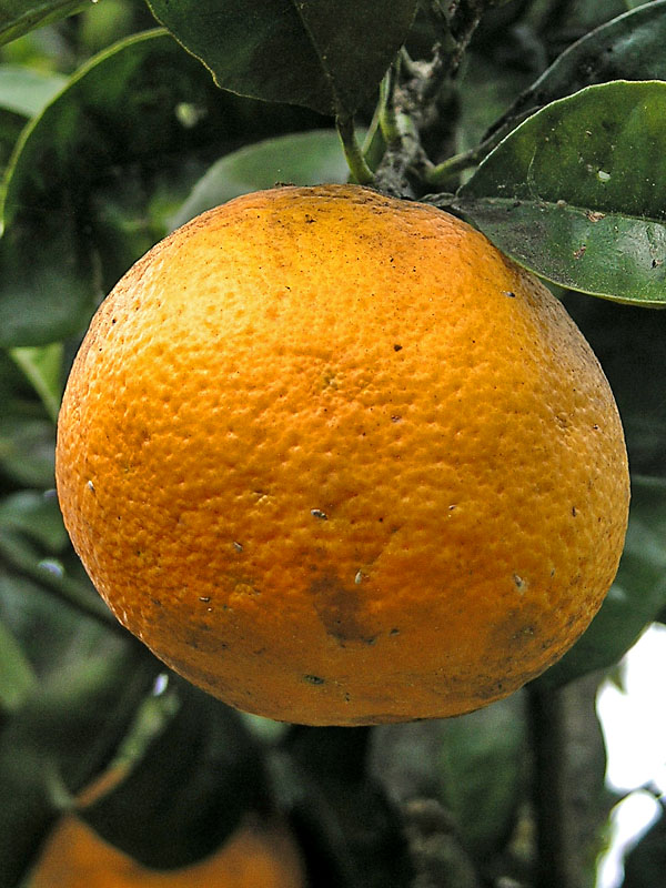 Citrus sinensis, Fruit (Ripe).