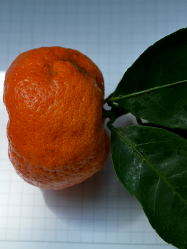 Citrus tangerina fruit.