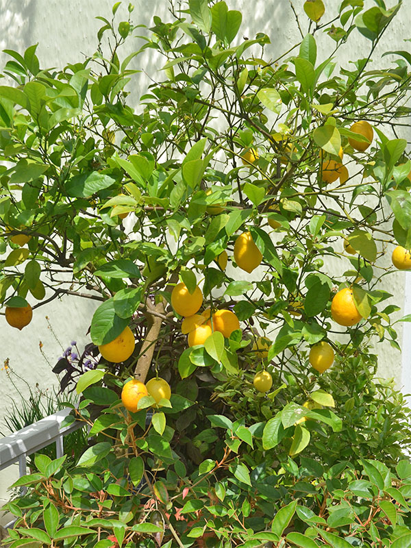 Citrus-x-limon-Meyer-frm.JPG