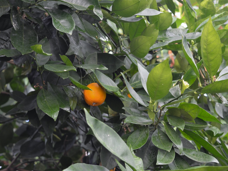 Citrus sinensis Valencia fruit (Ripe).