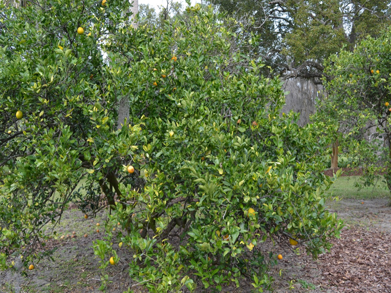 Citrus sinensis 'Navel', form, Bok Tower Gardens, Lake Wales, Florida, United States of America.