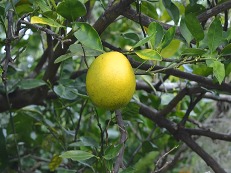 Citrus sinensis 'Navel', fruit, Bok Tower Gardens, Lake Wales, Florida, United States of America.