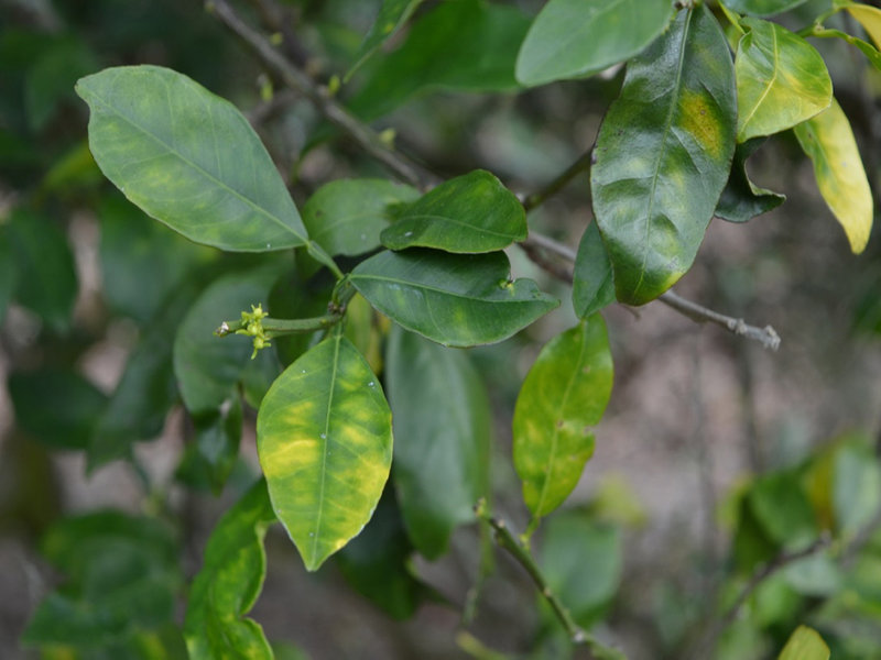 Citrus sinensis 'Navel', leaf,  Bok Tower Gardens, Lake Wales, Florida, United States of America.