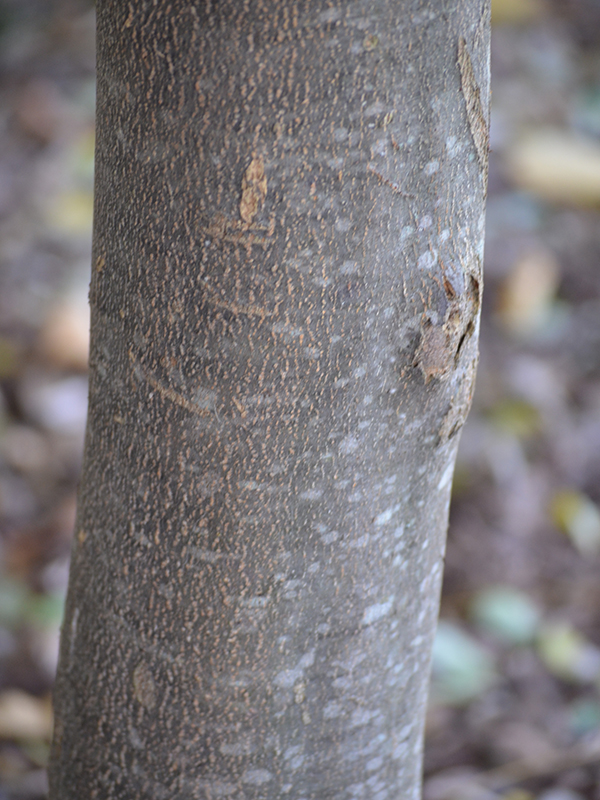 A mature specimen at the Niagara parks Botanical Gardens, note the bolts through the trunks. This plant has since been removed.