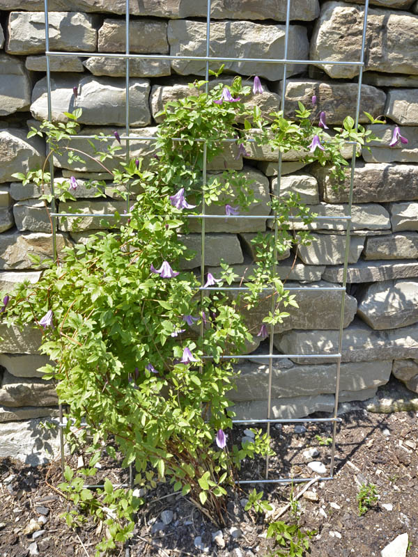 Clematis-pagoda-form.jpg