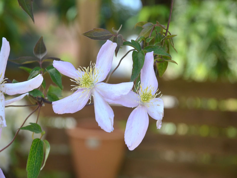 Clematis spooneri 'Rosea', flower. Trebah Garden Trust, Mawnan Smith, Falmouth, Cornwall, United Kingdom.