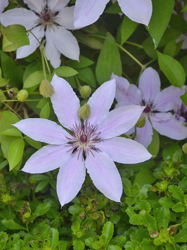 Clematis_Nelly_Moser_flw.jpg