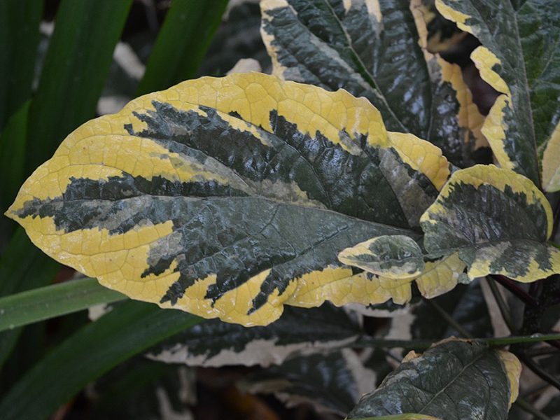 Clerodendrum quadriloculare 'Brandonii', leaf. Harry P. Leu Gardens, Orlando, Florida, United States of America.