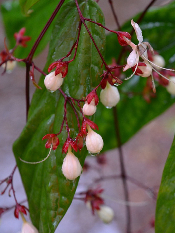 Clerodendrum smithianum, flower. Harry P. Leu Gardens, Orlando, Florida, United States of America.