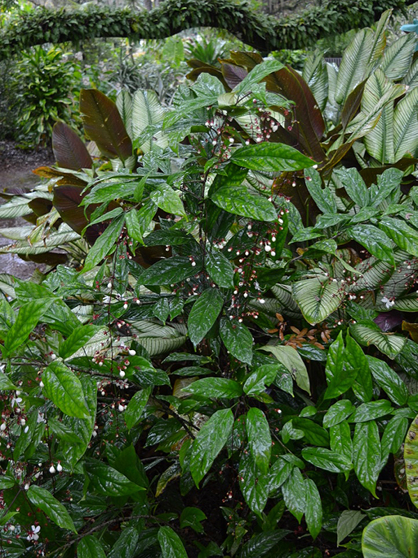 Clerodendrum smithianum, form. Harry P. Leu Gardens, Orlando, Florida, United States of America.