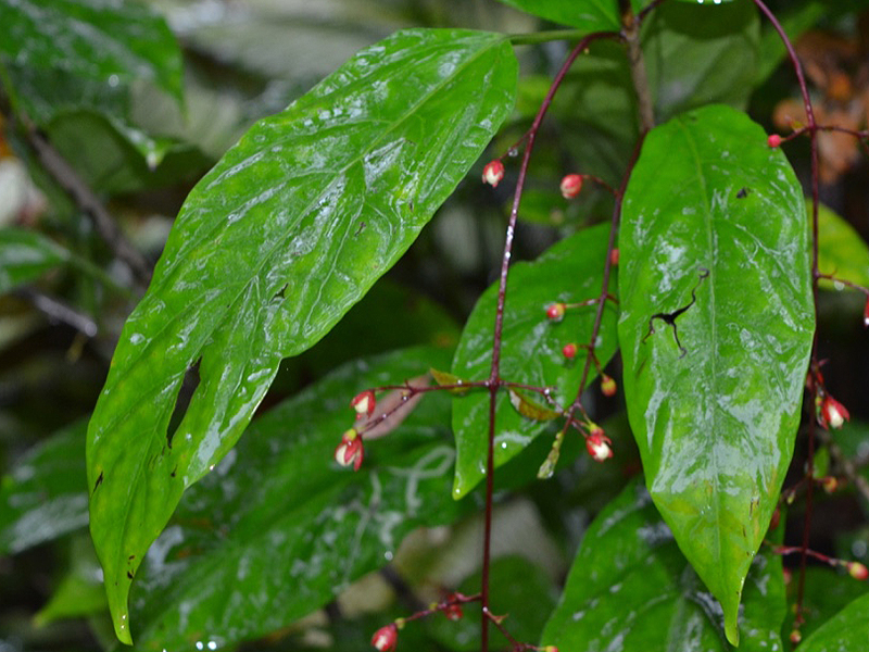 Clerodendrum smithianum, leaf. Harry P. Leu Gardens, Orlando, Florida, United States of America.