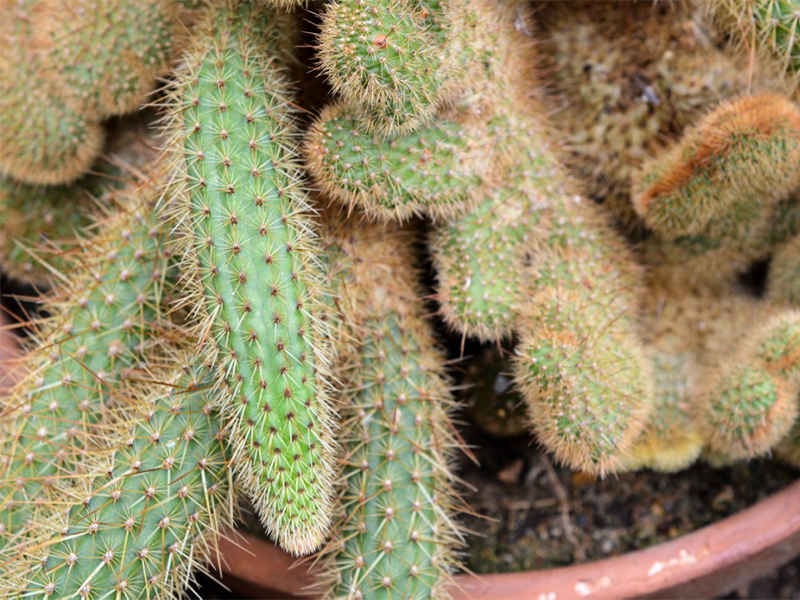 Clesiocactus winteri, Form