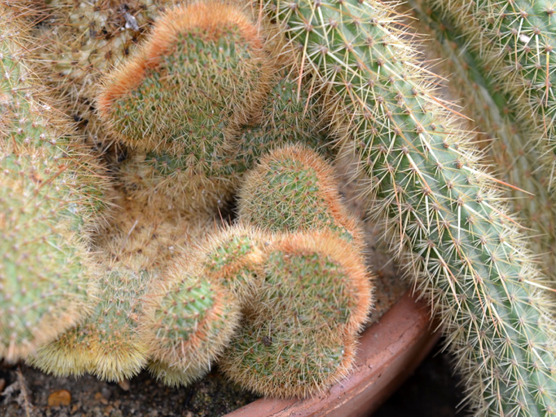 Clesiocactus winteri demonstrating fasciation.