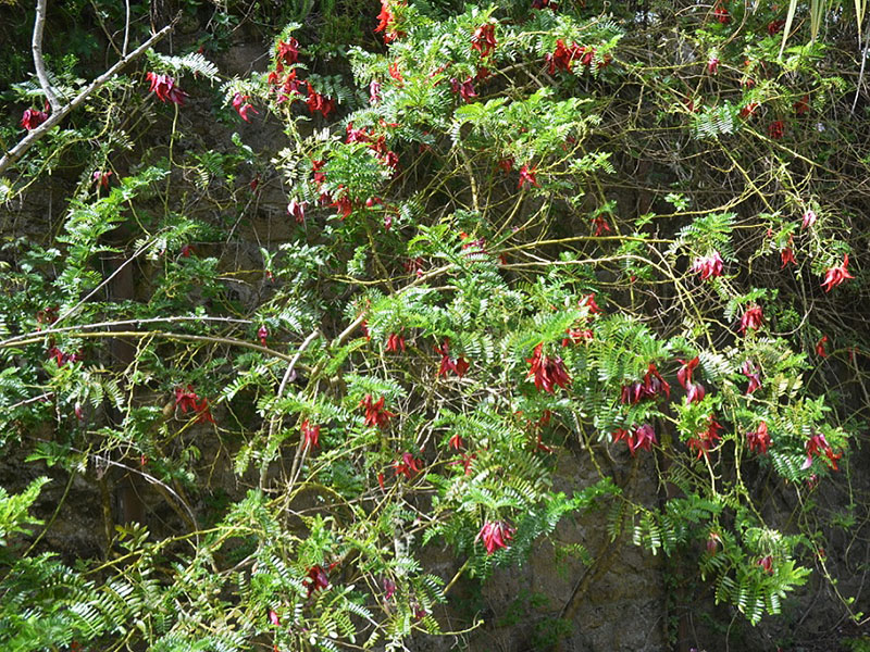 Clianthus puniceus, form. Tresco Abbey Garden, Tresco, Isles of Scilly, United Kingdom. 