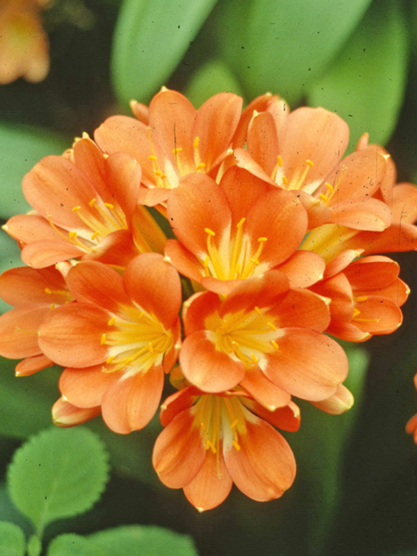 Clivia miniata, Flower.