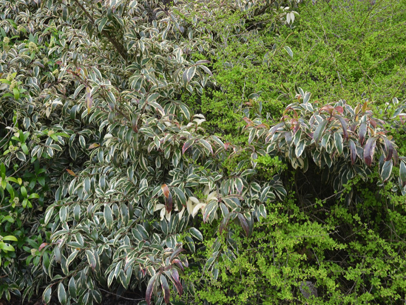 Cleyera japonica 'Tricolor' , form, Lanhydrock House and Garden, Bodmin, Cornwall, United Kingdom. 