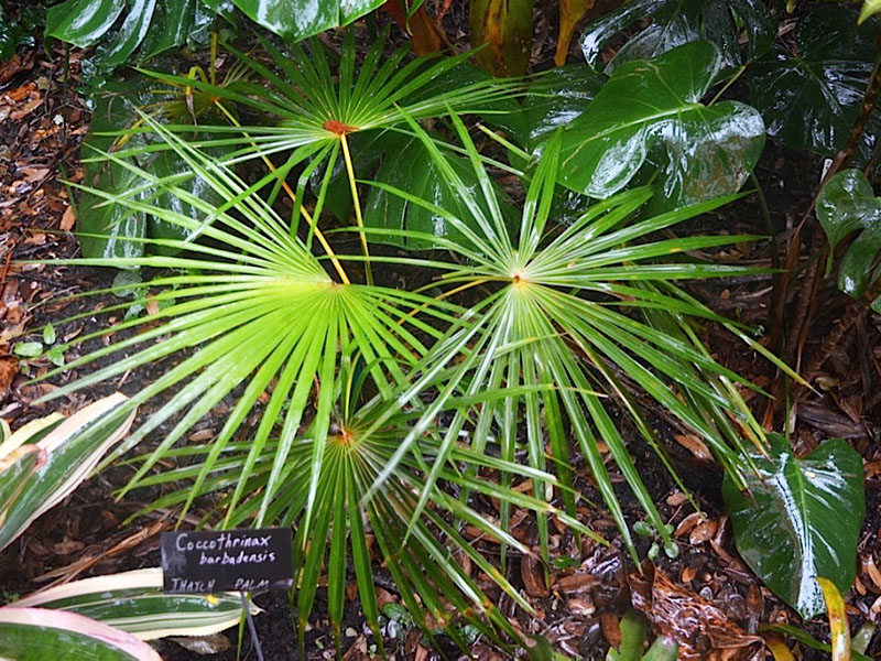 Coccothrinax barbadensis, form. Harry P. Leu Gardens, Orlando, Florida, United States of America.