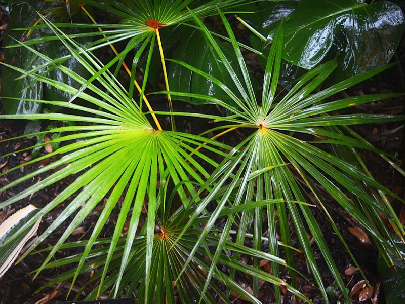 Coccothrinax barbadensis, leaf. Harry P. Leu Gardens, Orlando, Florida, United States of America.