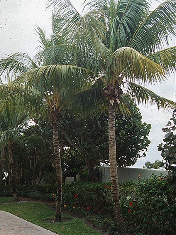 Cocos nucifera, form. Morikami Museum and Japanese Gardens, Delray Beach, Florida, United States of America