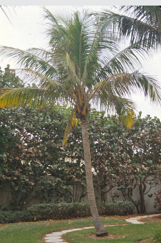 Cocos nucifera, form. 