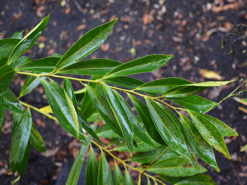 Cocculus laurifolius, leaf,  Harry P. Leu Gardens, Orlando, Florida, United States of America.