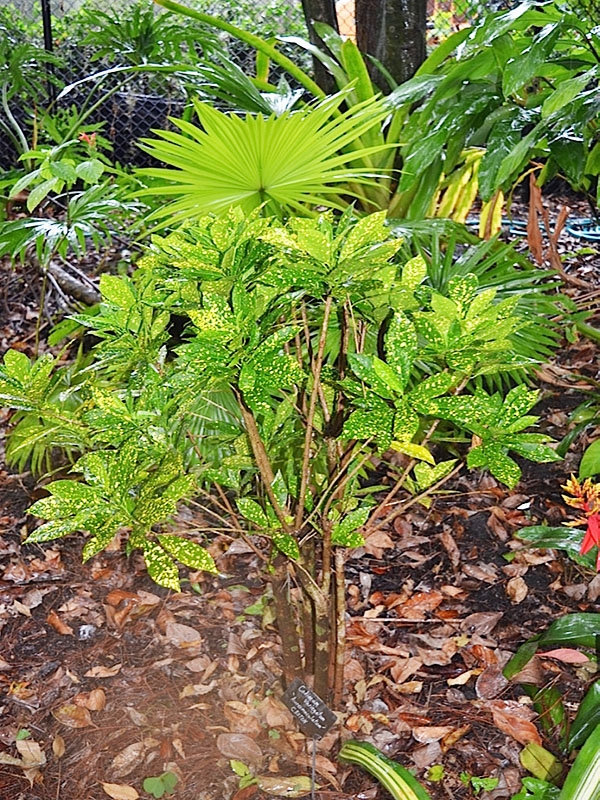 Codiaeum variegatum 'Aureomaculatum', form. Harry P. Leu Gardens, Orlando, Florida, United States of America.