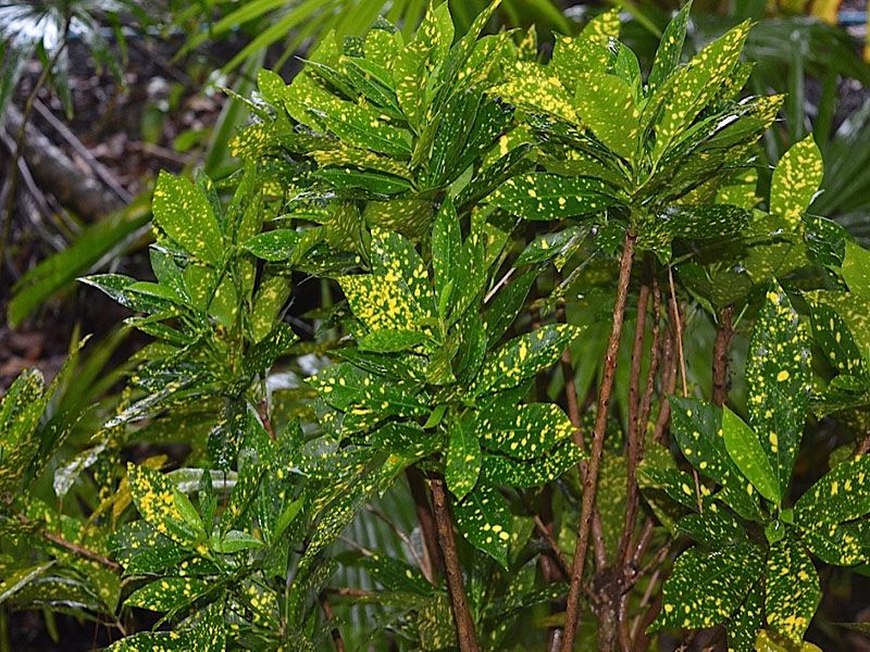 Codiaeum variegatum 'Aureomaculatum', leaf. Harry P. Leu Gardens, Orlando, Florida, United States of America.
