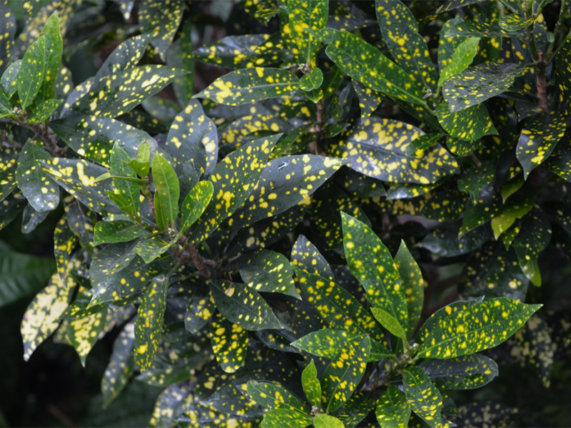 Codiaeum variegatum Gold Dust, Leaf.