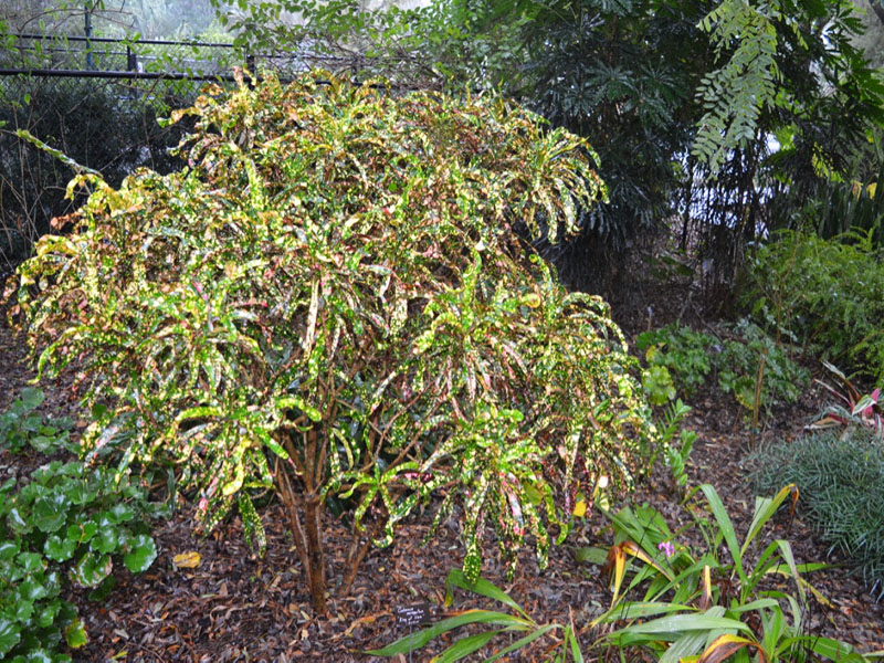 Codiaeum variegatum 'King of Siam', form. Harry P. Leu Gardens, Orlando, Florida, United States of America.