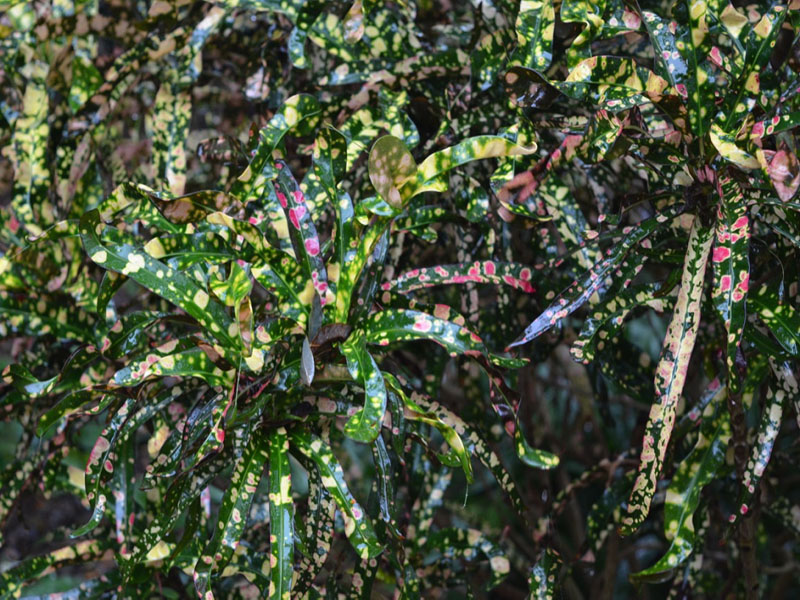 Codiaeum variegatum 'King of Siam', leaf. Harry P. Leu Gardens, Orlando, Florida, United States of America.