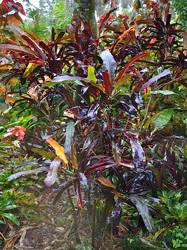Codiaeum variegatum 'Strip Light', form. Harry P. Leu Gardens, Orlando, Florida, United States of America.