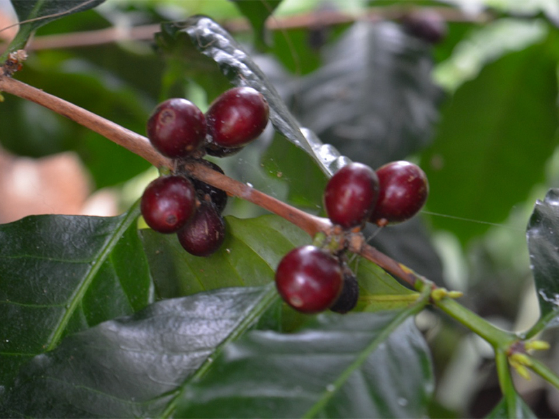 Coffea arabica fruit.