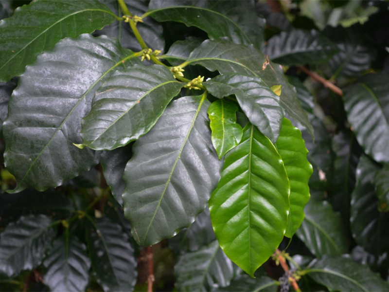 Coffea arabica leaf.