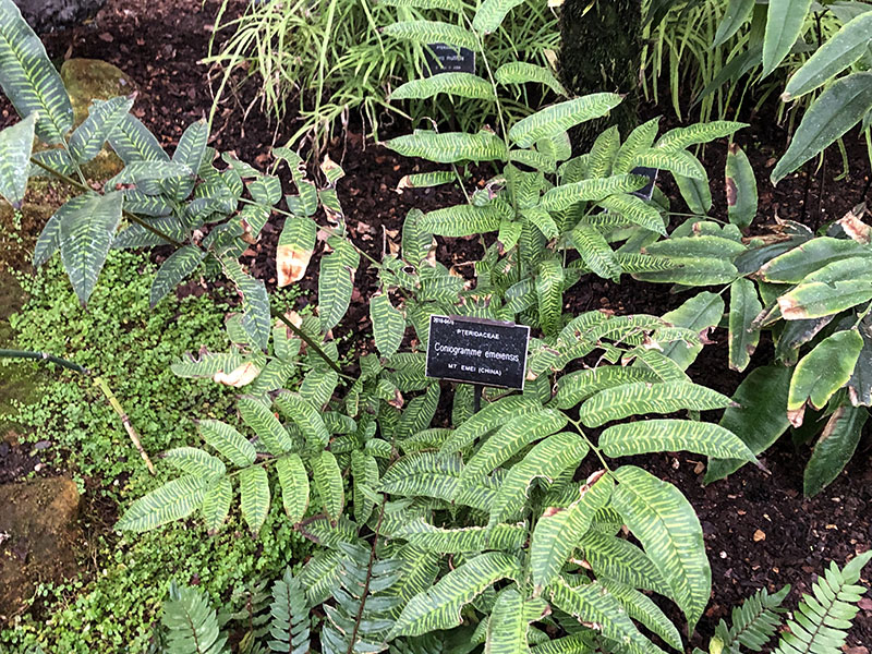 Coniogramme emeiensis, form. Chelsea Physic Garden, London, United Kingdom.