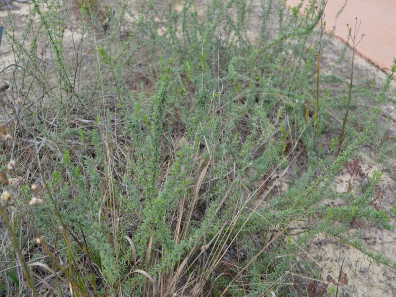 Conradina brevifolia, form, Bok Tower Gardens, Lake Wales, Florida, United States of America