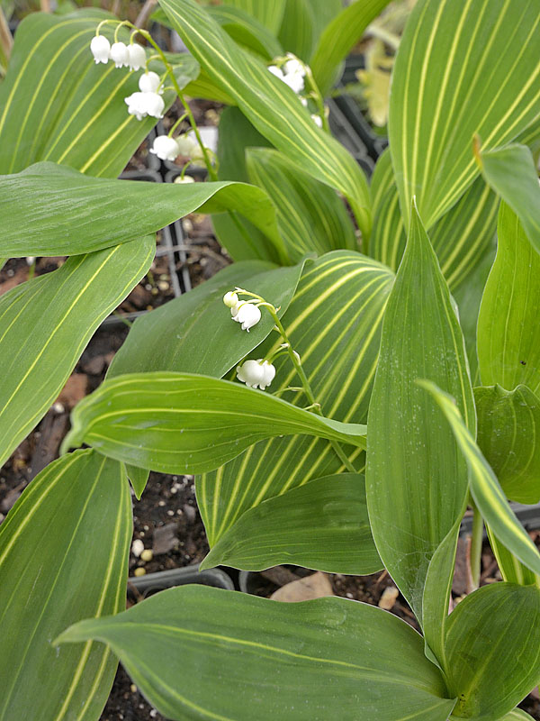 Convallaria-majalis-Striata-leaf-flower.jpg