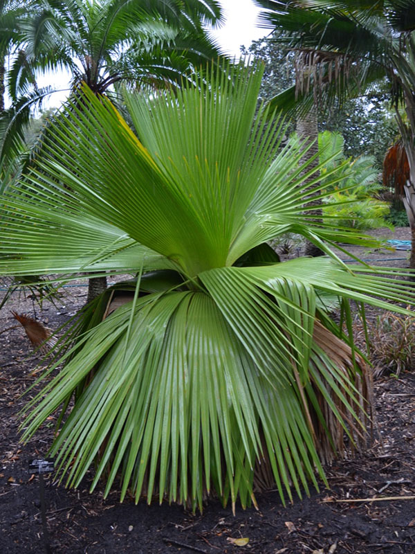 Copernicia macroglossa, form. Harry P. Leu Gardens, Orlando, Florida, United States of America.
