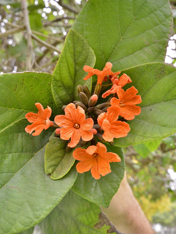 Cordia sebestena, flower. 