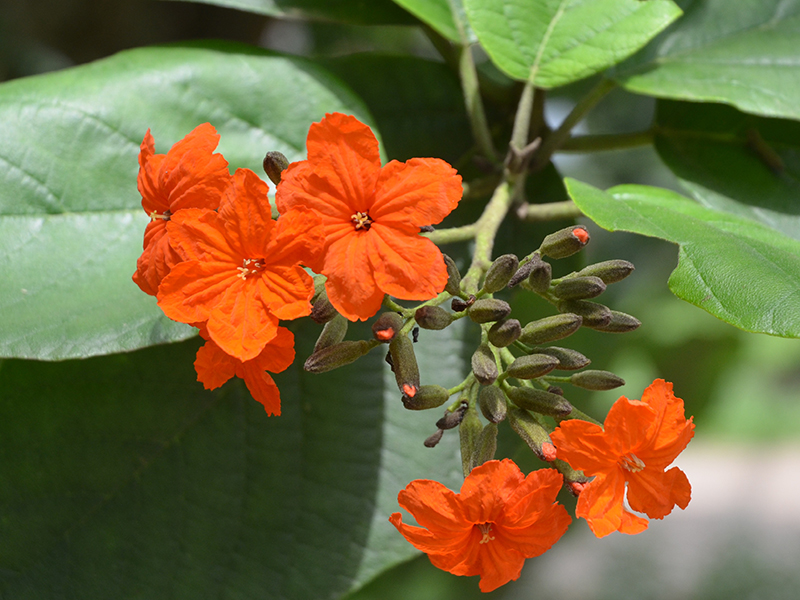 Cordia sebestena, flower. Royal Park Rajapruek, Mae Hia, Thailand