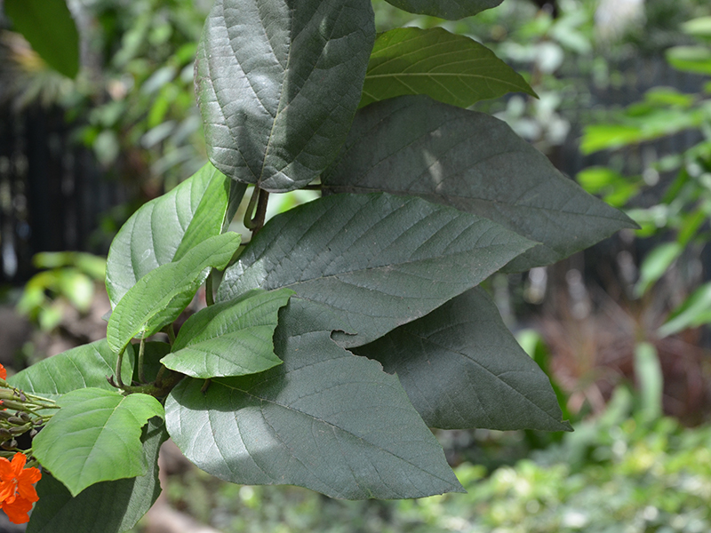 Cordia sebestena, leaf. Royal Park Rajapruek, Mae Hia, Thailand