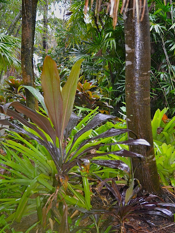 Cordyline fruticosa 'Black Magic', form. Harry P. Leu Gardens, Orlando, Florida, United States of America.