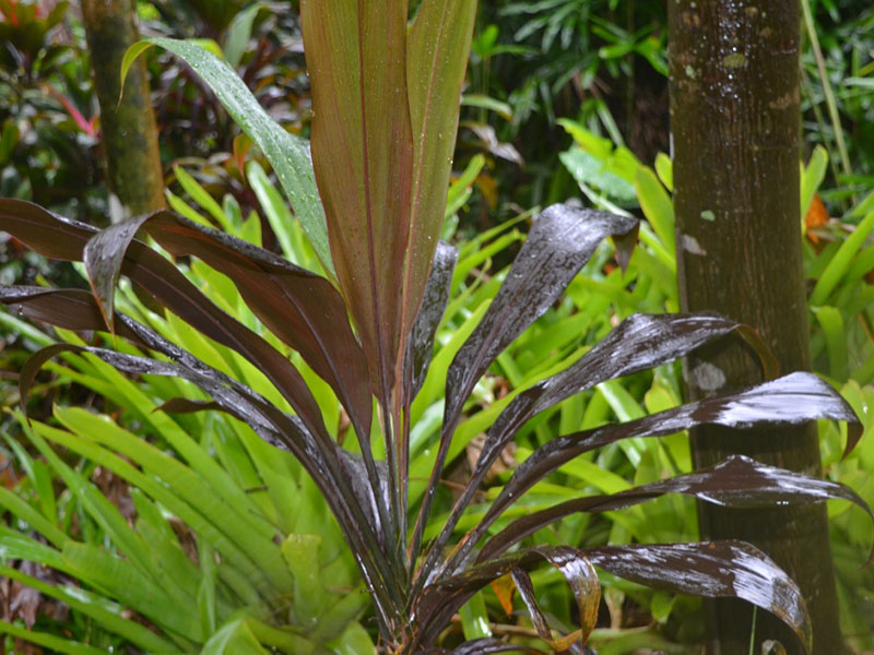 Cordyline fruticosa 'Black Magic', leaf. Harry P. Leu Gardens, Orlando, Florida, United States of America.