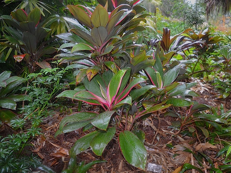 Cordyline fruticosa 'Bolero', form. Harry P. Leu Gardens, Orlando, Florida, United States of America.