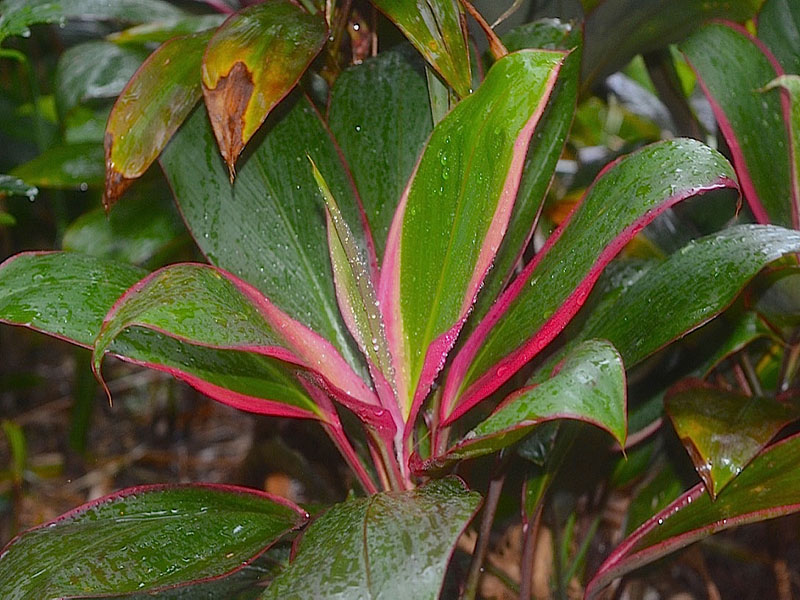 Cordyline fruticosa 'Bolero', leaf. Harry P. Leu Gardens, Orlando, Florida, United States of America.